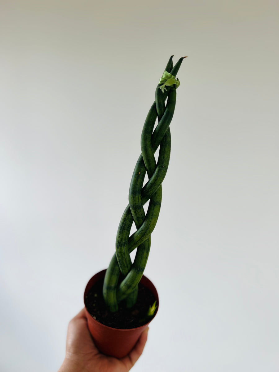 Sansevieria Dragon Fingers - Triple Braided Snake Plant - 4