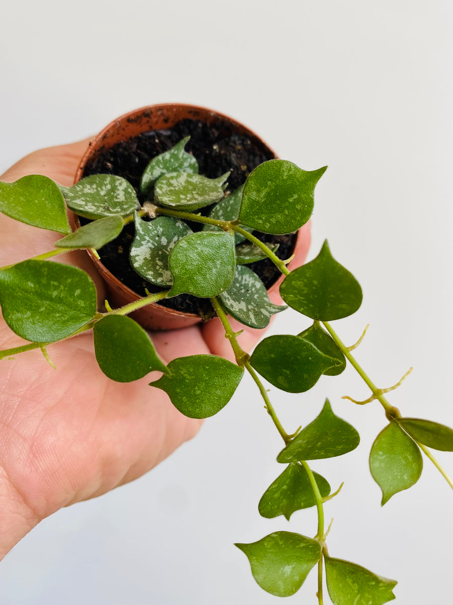 Hoya Curtsii - Starter Hoya - 2