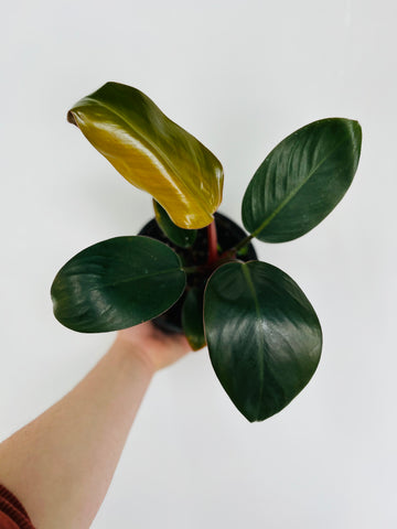 Philodendron Hybrid - Black Cardinal - 6