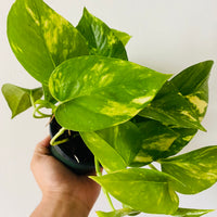 pothos brassii Golden Pothos - Epipremnum Aureum