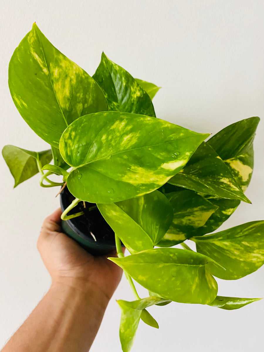 golden pothos yellow leaves Golden Pothos - Epipremnum Aureum
