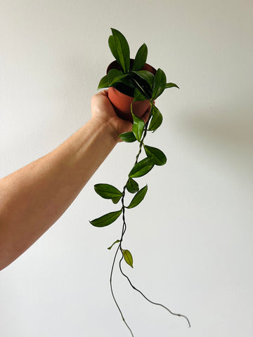 Hoya Crassipetiolata - Rare Hoya - 4