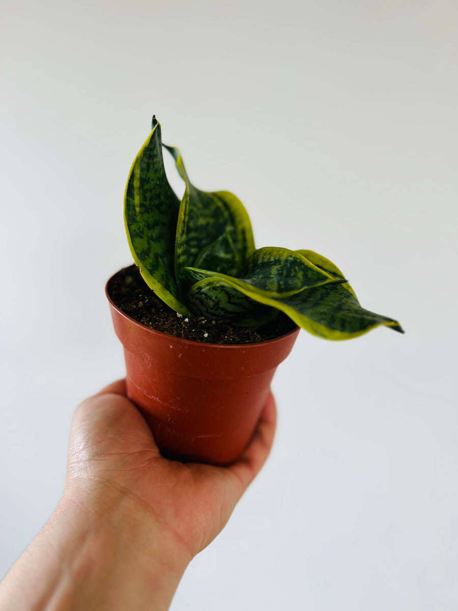 Sansevieria Tornado - 4