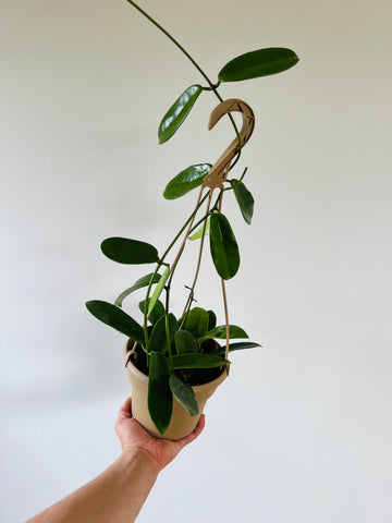 Hoya Meliflua ssp. Fraterna - Rare Hoya - 6