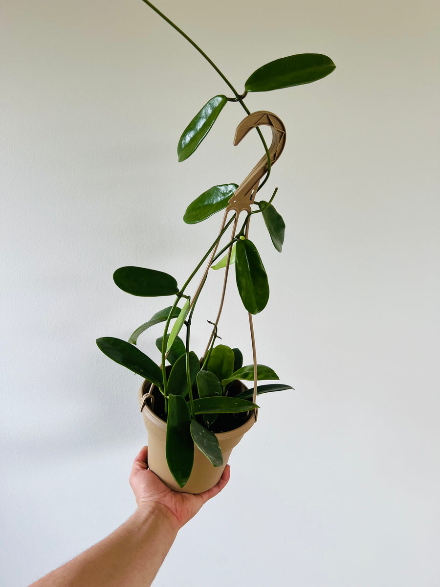 Hoya Meliflua ssp. Fraterna - Rare Hoya - 6