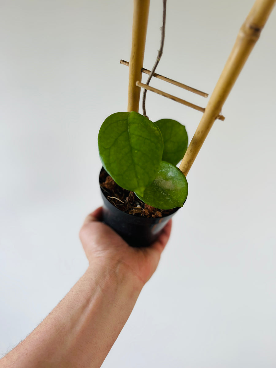 Hoya Fungii - Rare Hoya - 4