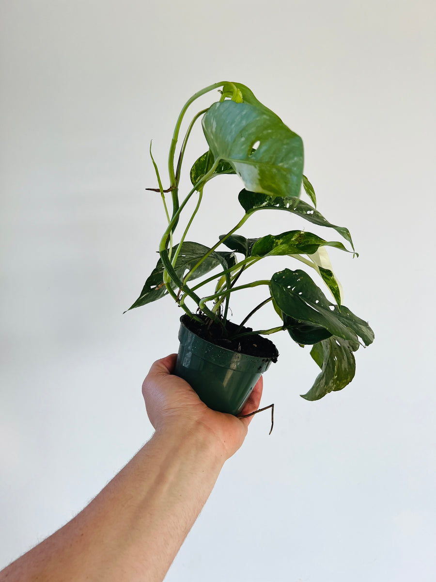 Epipremnum Pinnatum Albo - 4
