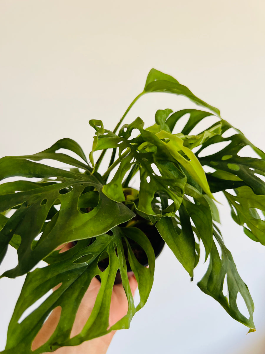 Monstera Esqueleto - Rare Aroid - 4