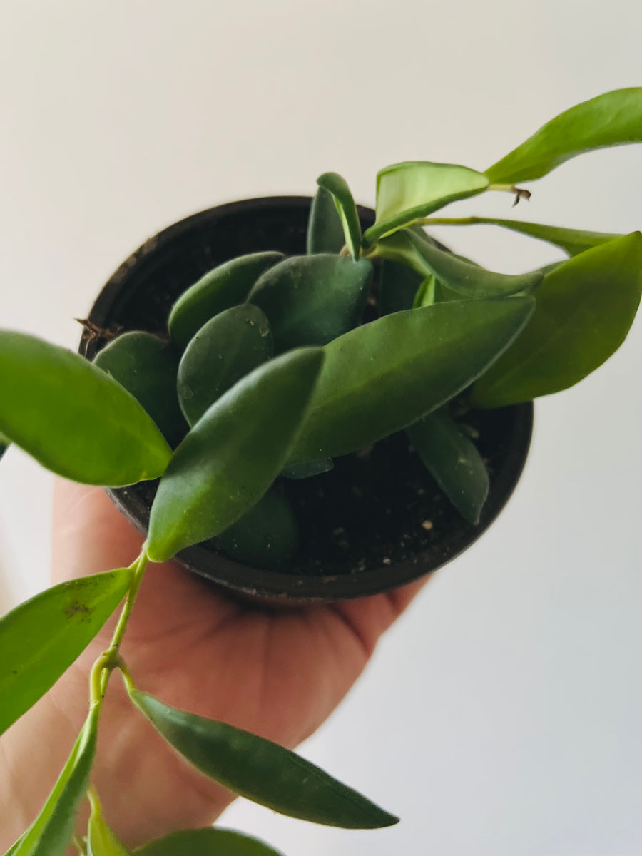 Hoya sp. aff Burtoniae - 4
