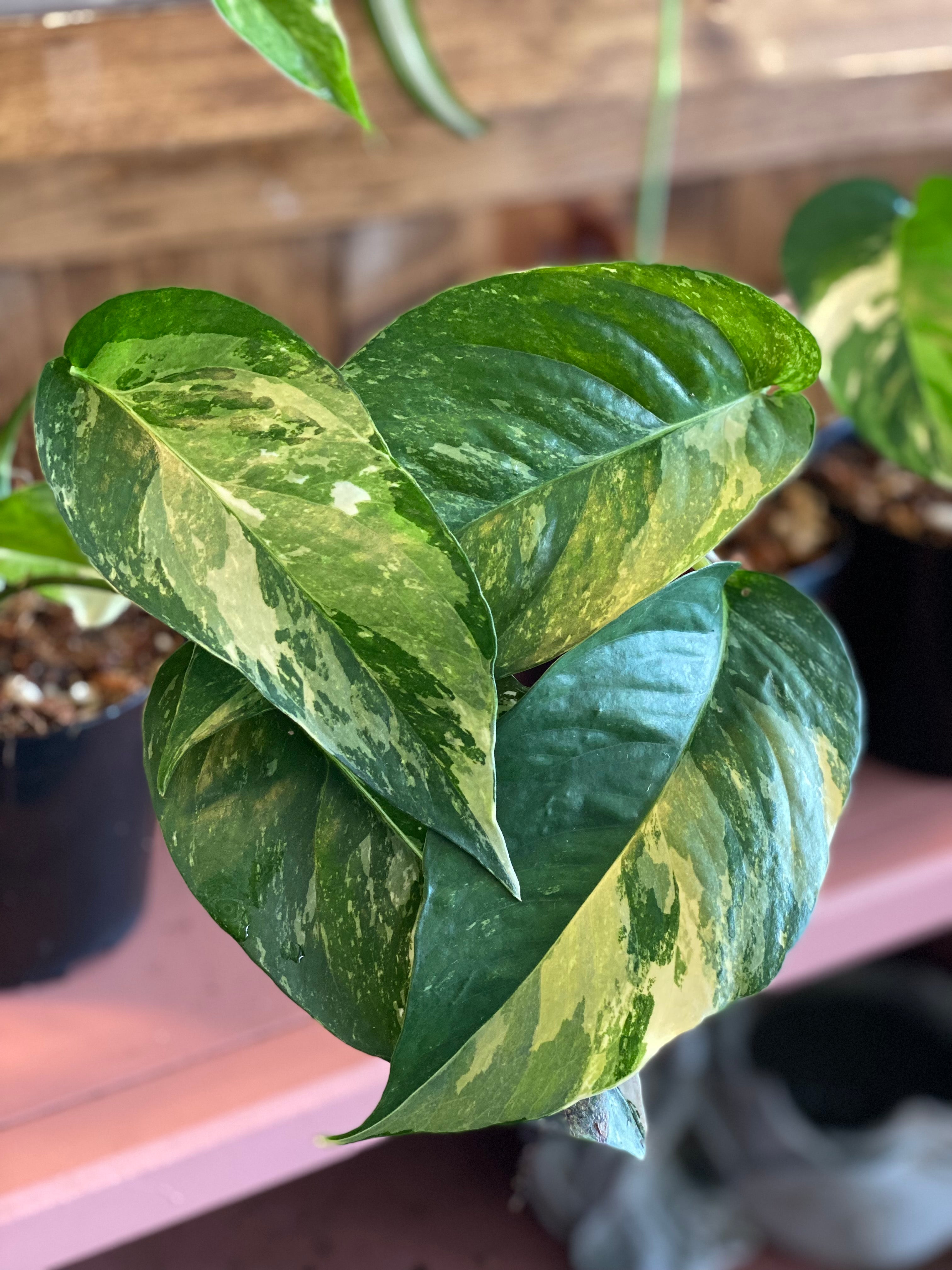 Epipremnum pinnatum albo variegata