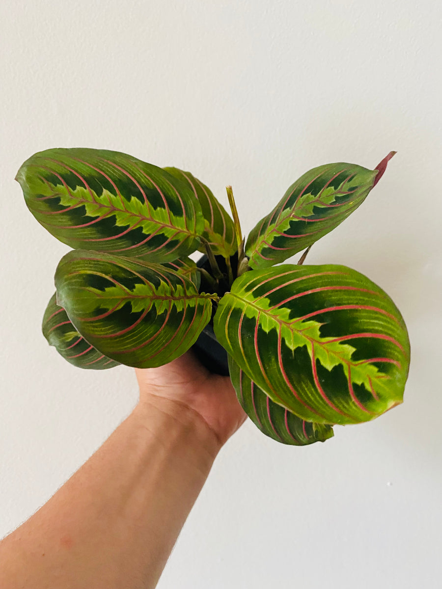 Maranta Leuconeura 'Red' - Red Prayer Plant - 3