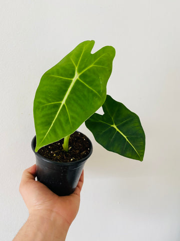 Alocasia Frydek - 4