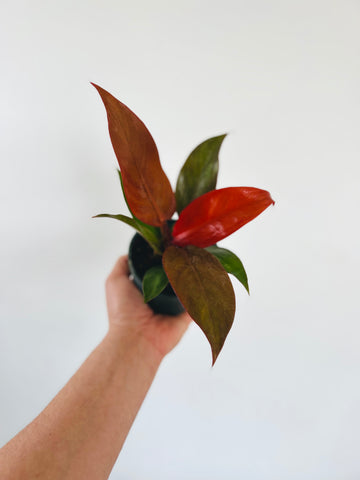 Philodendron Red Sun - Philodendron Hybrid - 4