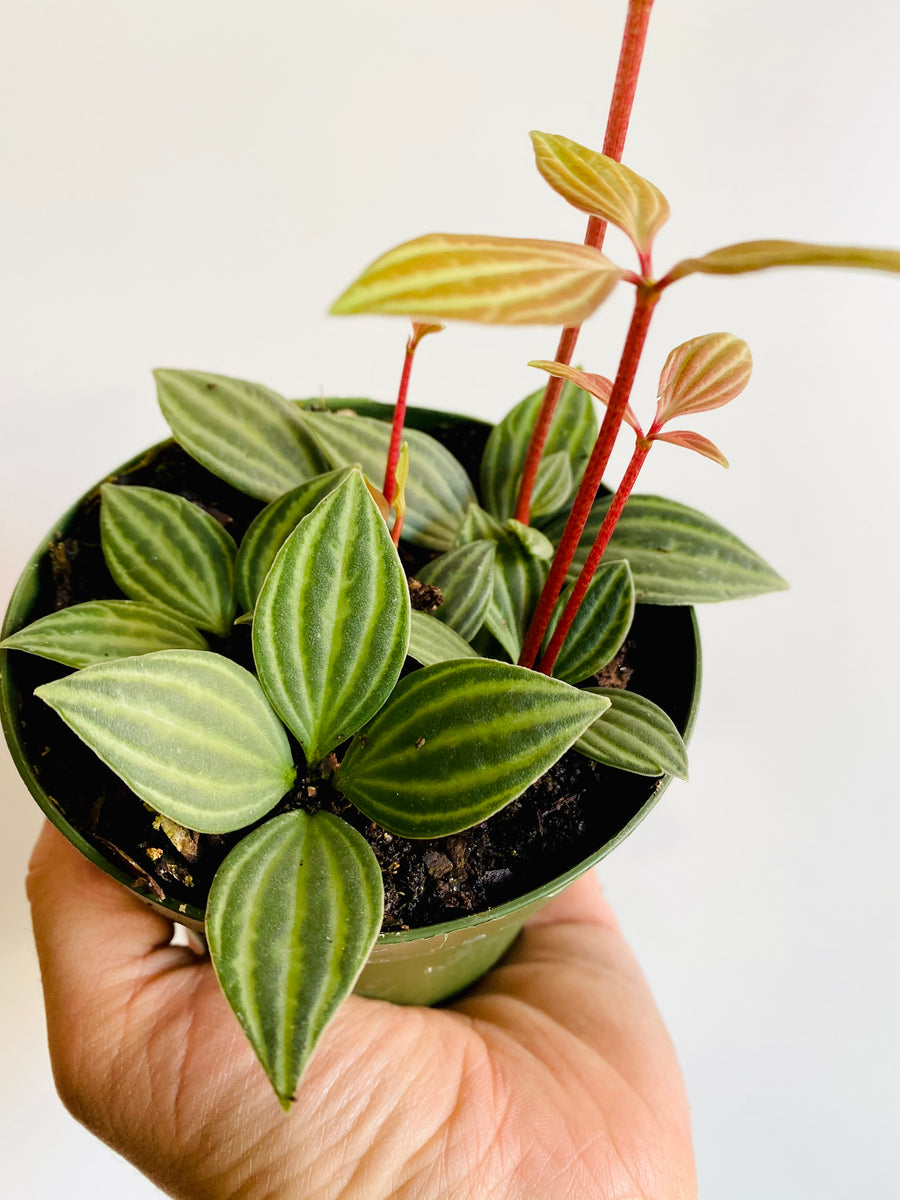 Peperomia Puteolata 'Parallel Plant' - 4