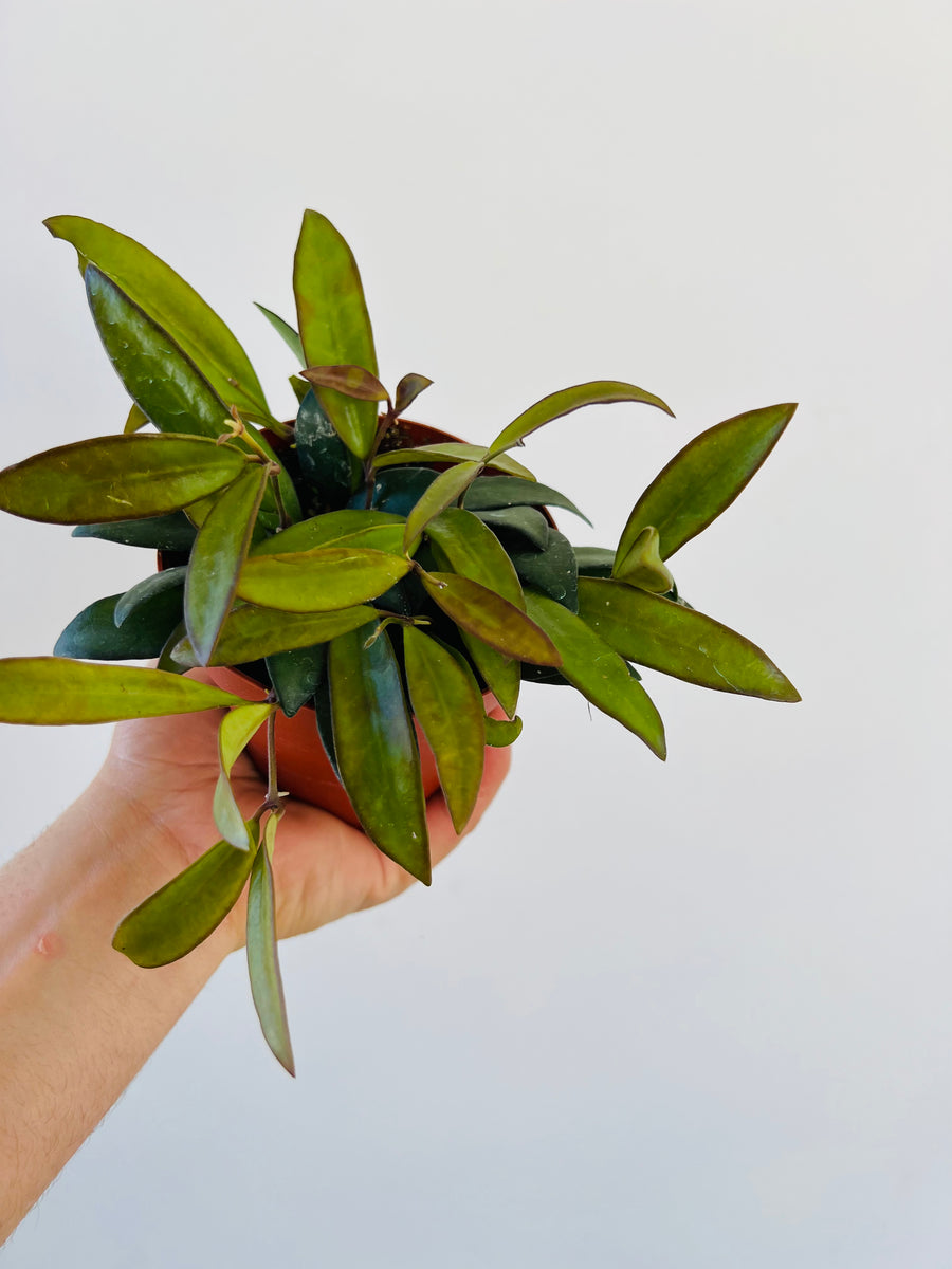 Hoya Rosita - Sunstressed - Rare Hoya - 4
