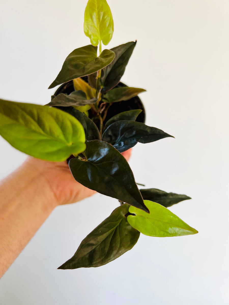 Syngonium Llano Carti Road - 4