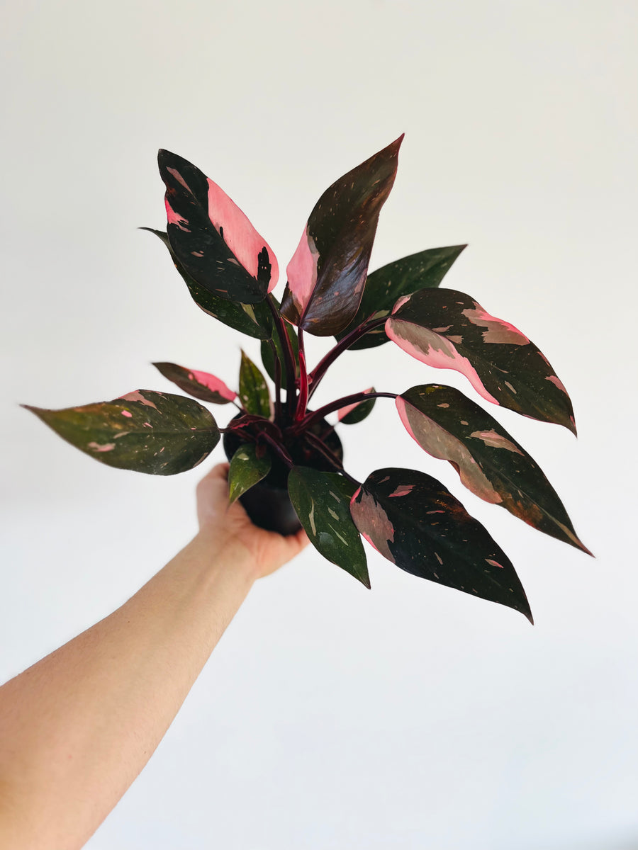 Philodendron Pink Princess Marble - High Variegation - 4