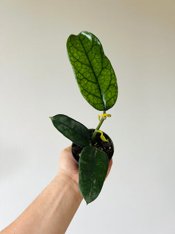 Hoya Globulosa - Rare Hoya - 3