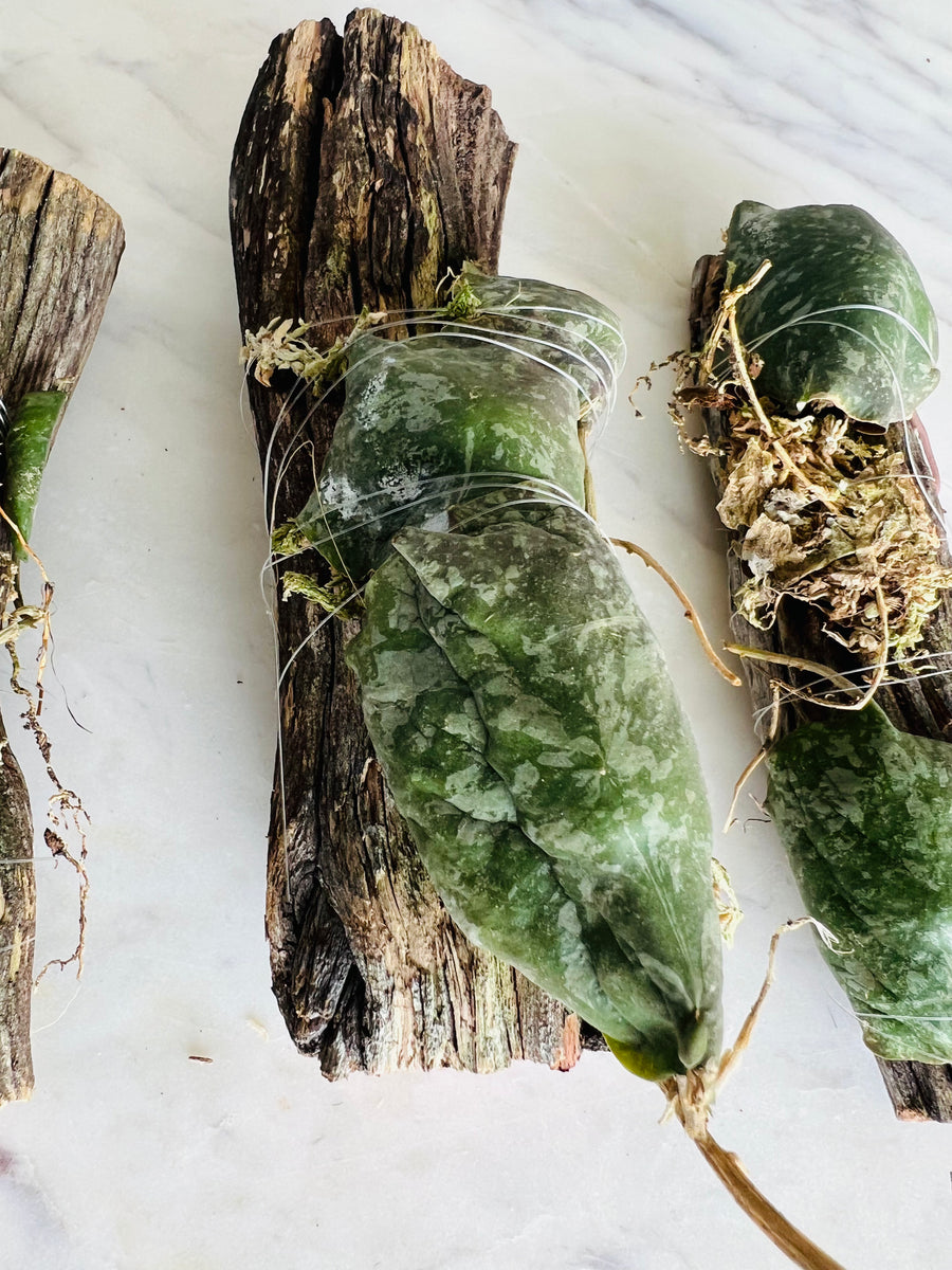 Hoya Imbricata - Mounted on Log