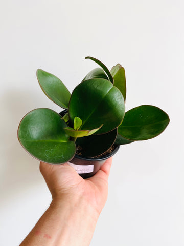Peperomia Obtusifolia 