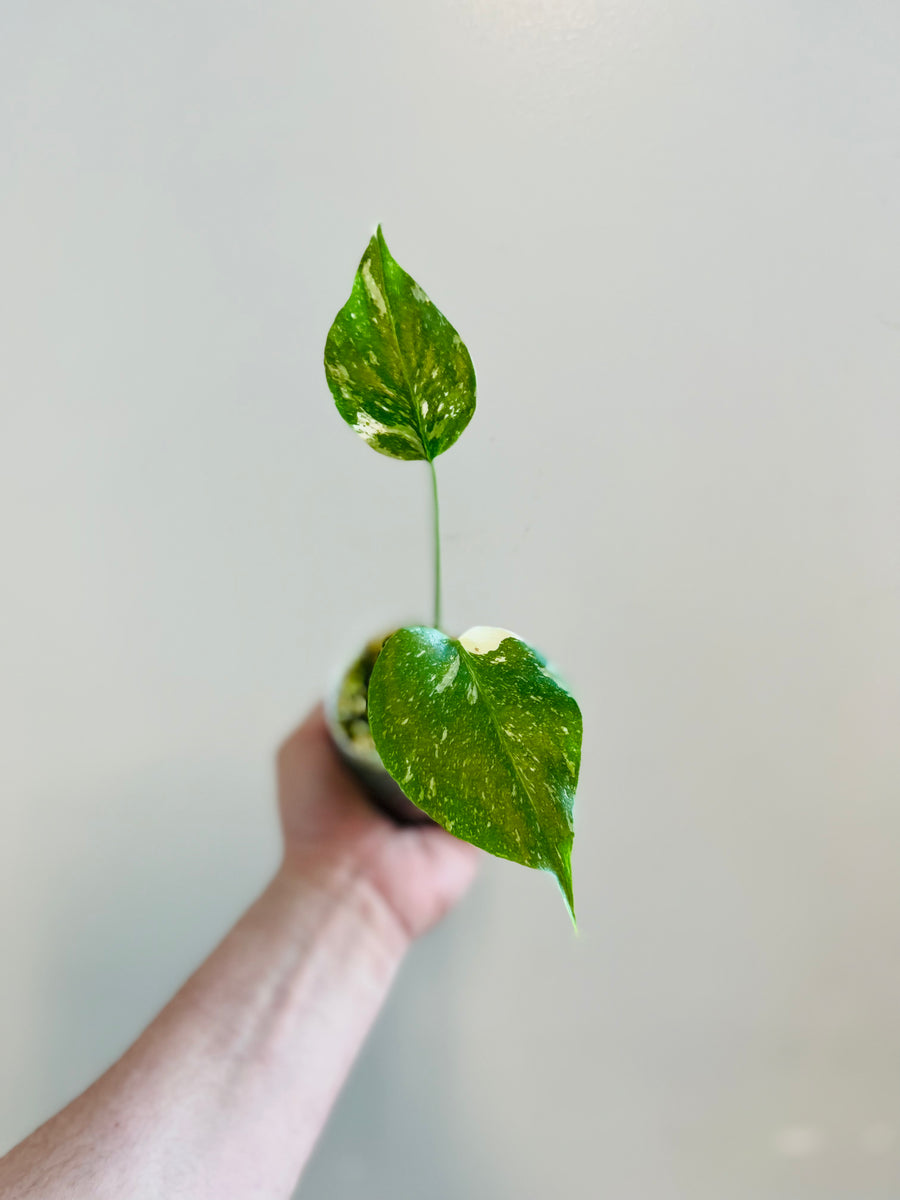 Monstera Thai Constellation - Mid to High Variegation - 4