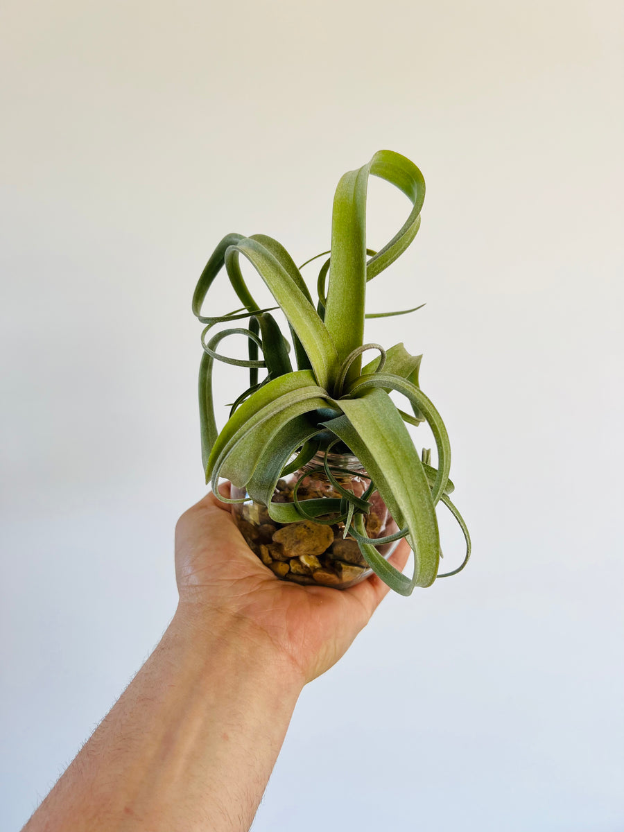 Tillandsia Curly Slim - Air Plant - Includes Bud Vase
