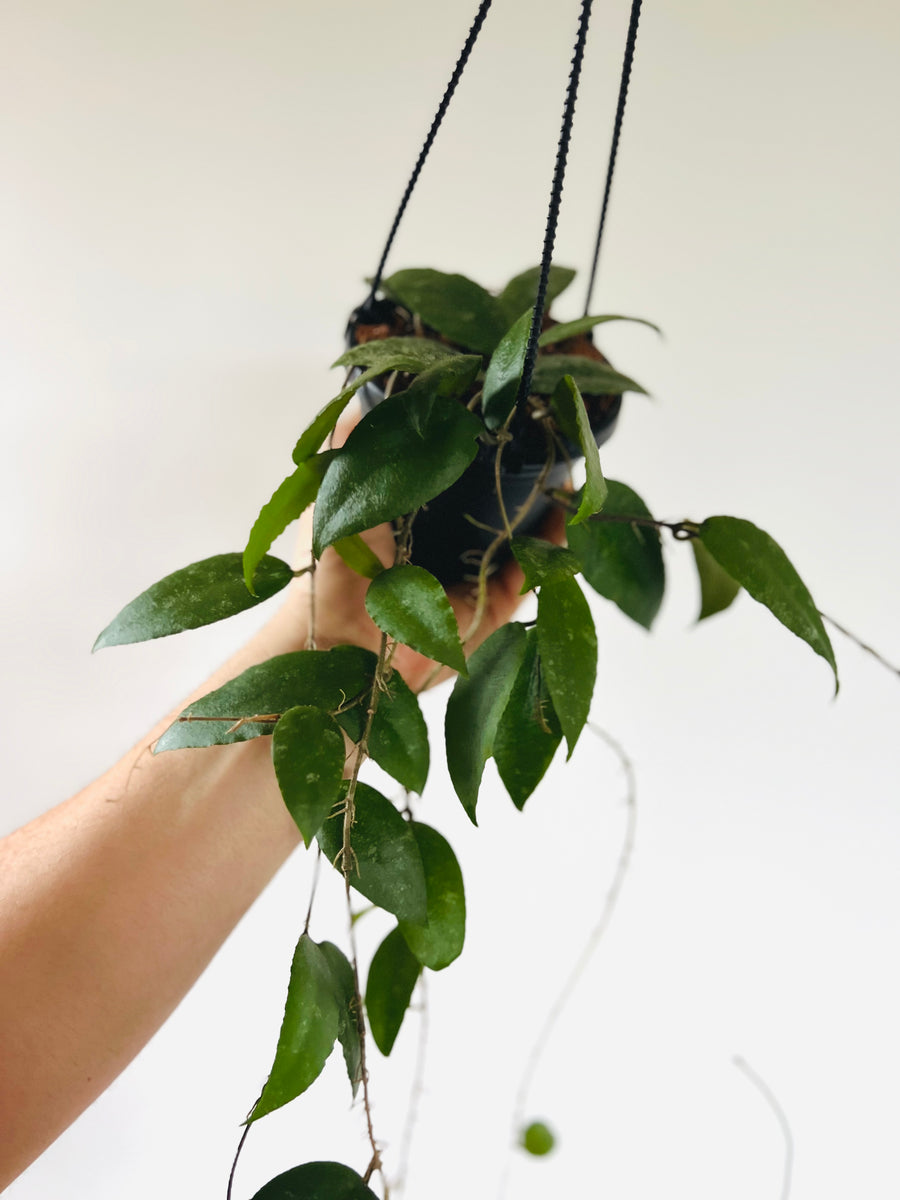 Hoya Caudata Sumatra - Very Full & Trailing - 4