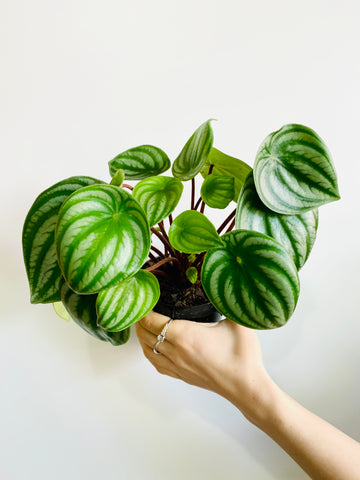 Peperomia Watermelon - 4