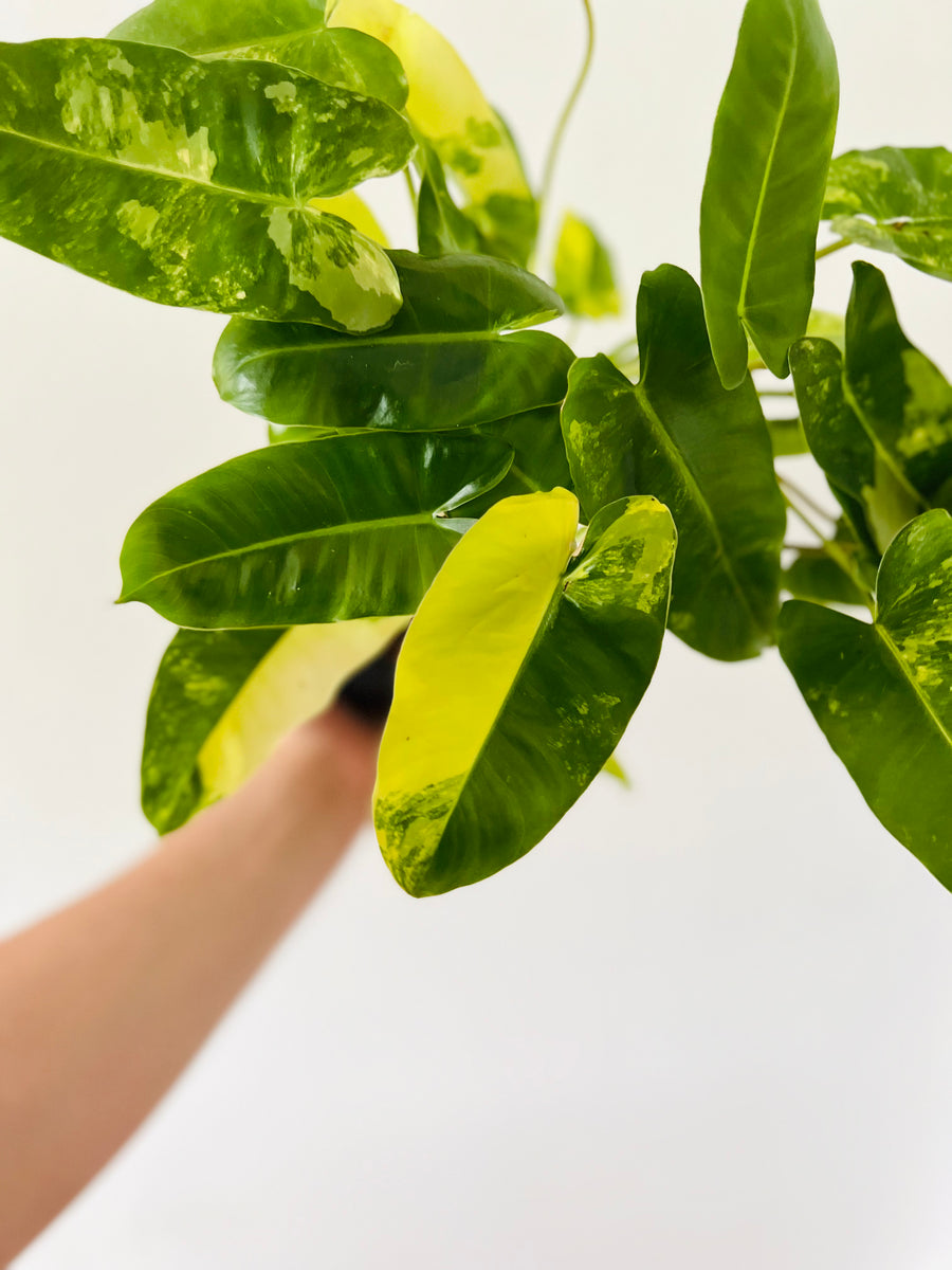 Philodendron Burle Marx Variegated - 6