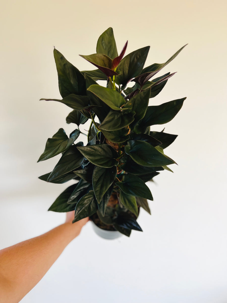 Syngonium Red Arrow Totem - 6