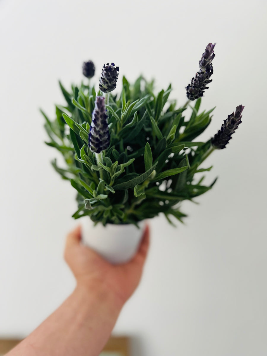 Spanish Lavender Bush - Lavender Anouk - 4