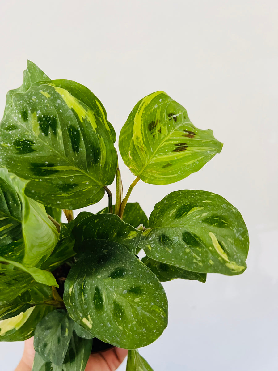 Maranta Leuconeura 'Beauty Kim' - Variegated Prayer Plant - 4