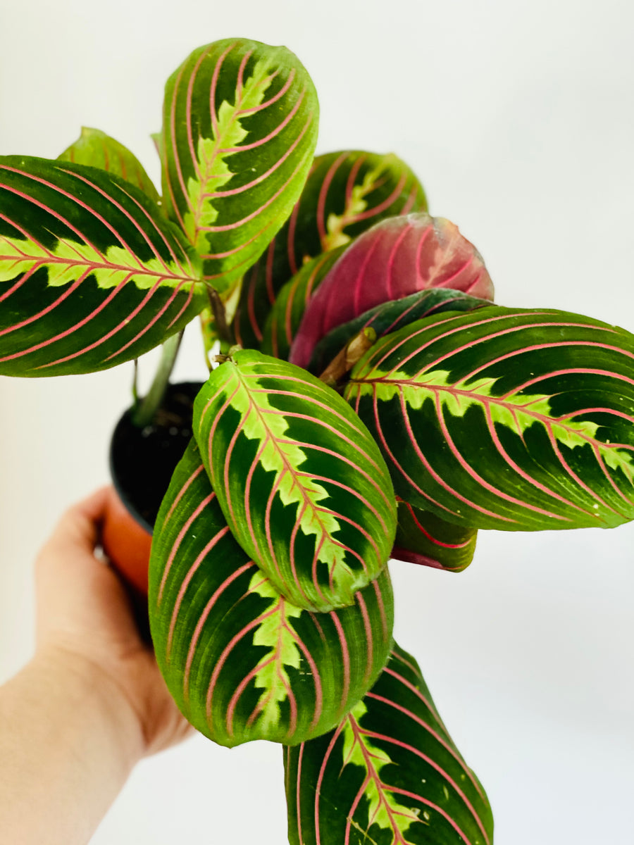 red prayer plant flowering Maranta Leuconeura 'Red' - Red Prayer Plant