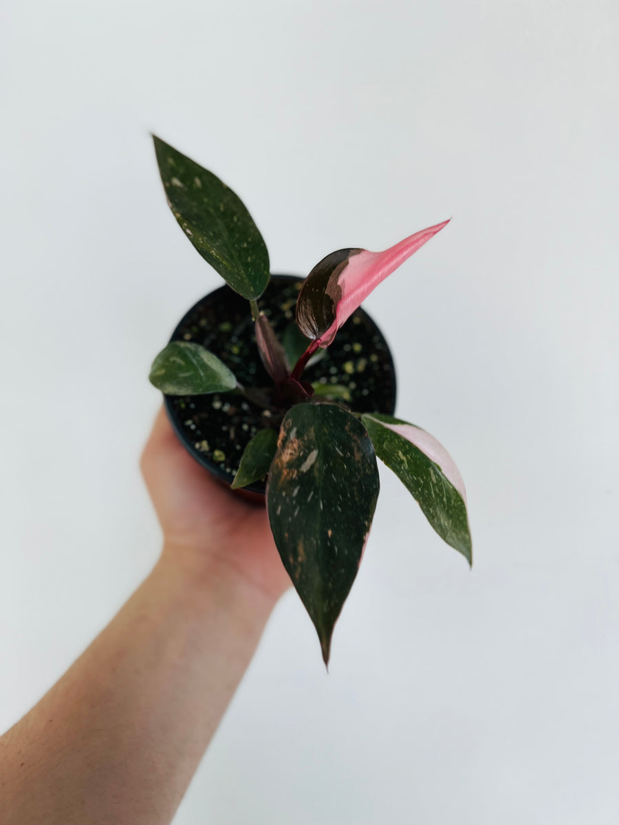 Philodendron Pink Princess - 4
