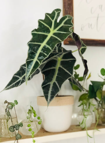 Alocasia Amazonica 'Polly' - 4