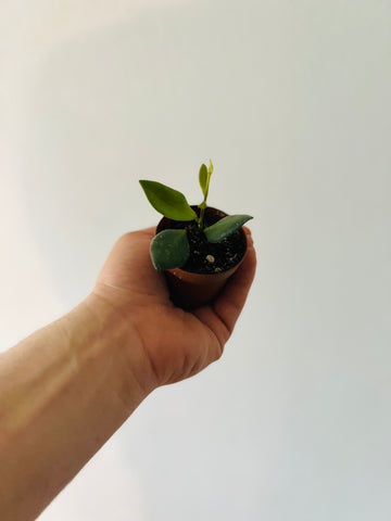 Hoya sp. aff Burtoniae - 2