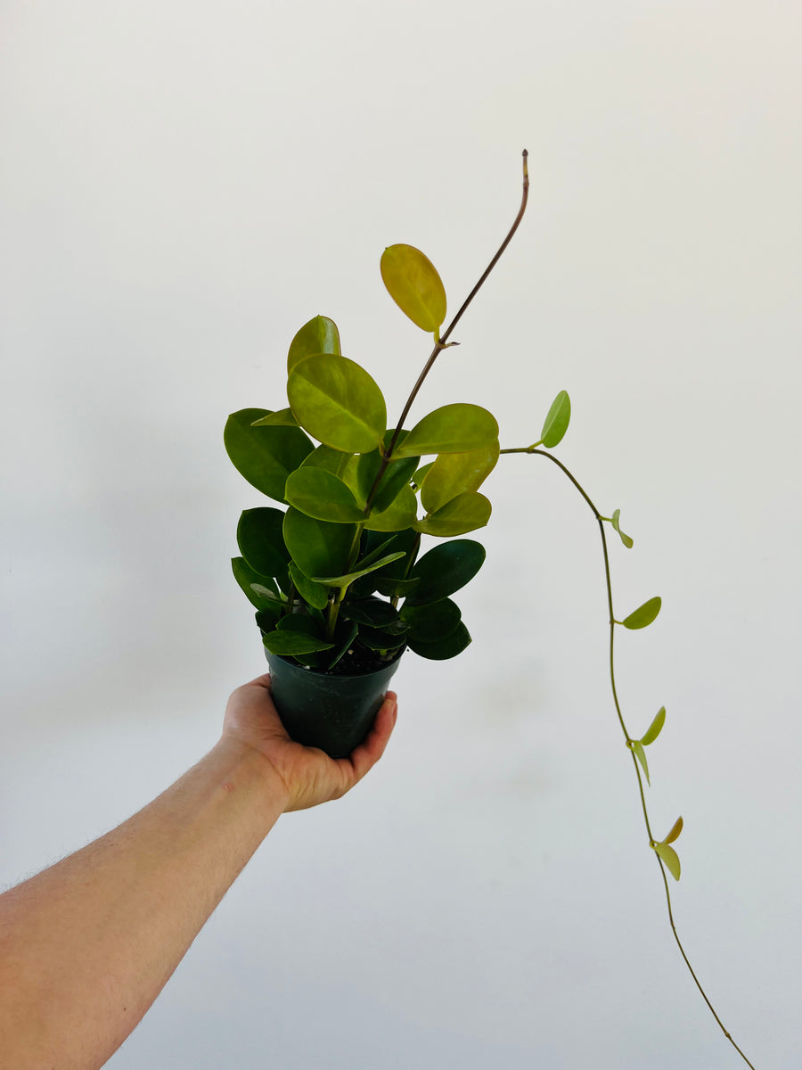 Hoya Australis - Very Long Vines - 4