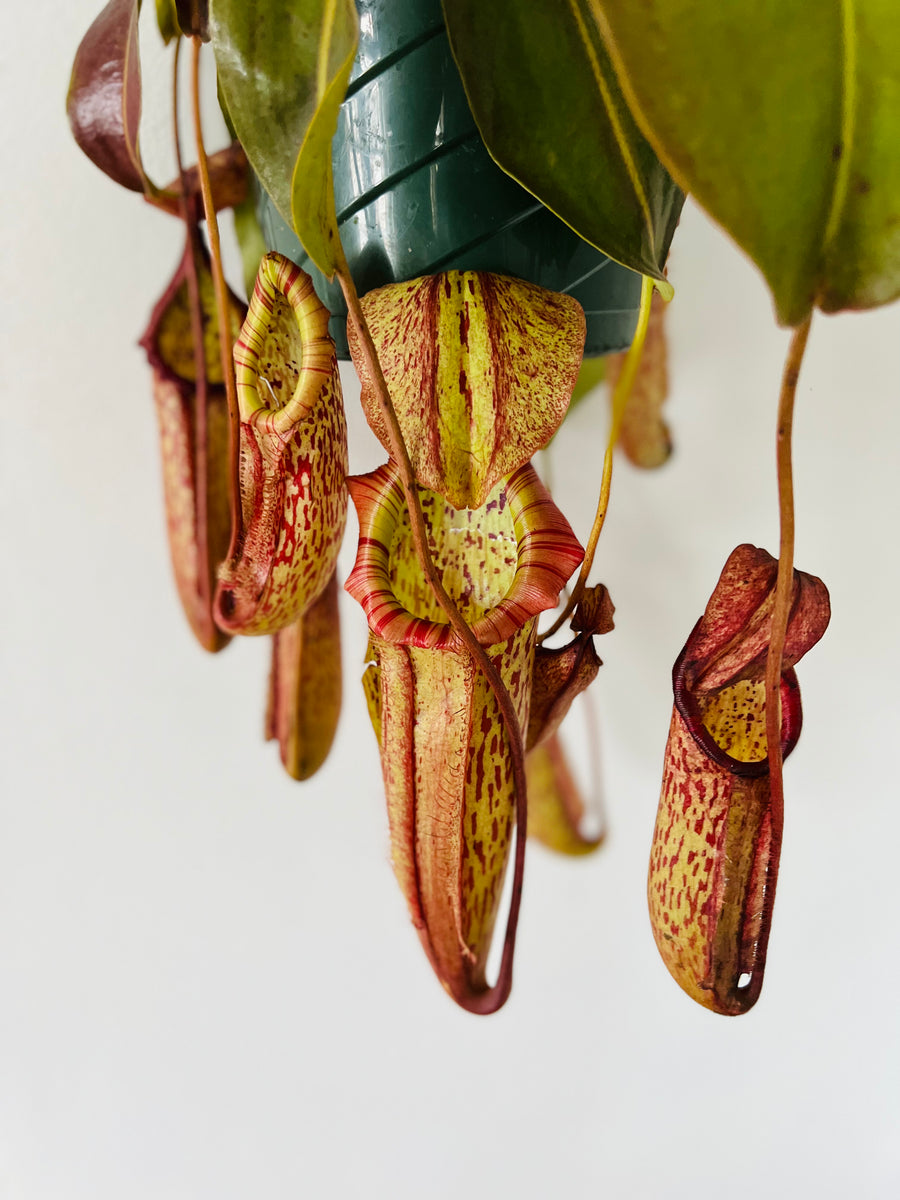 Pitcher Plant - Nepenthes 'Miranda' - 8
