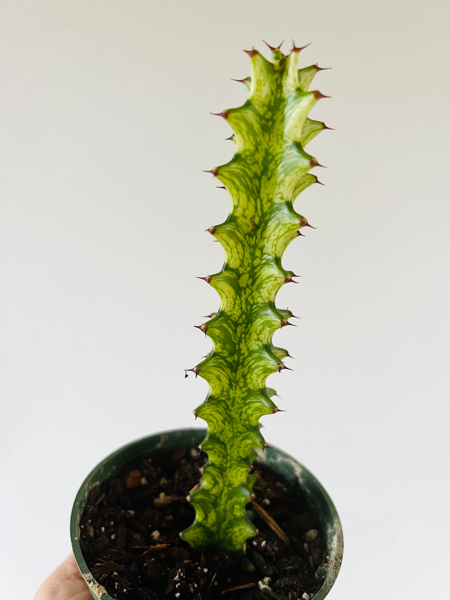 Variegated Euphorbia Trigona - Variegated African Milk Tree - 4