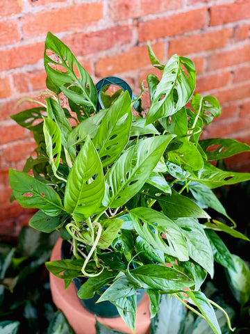 Monstera Adansonii 'Narrow Form' - Swiss Cheese Plant - 8