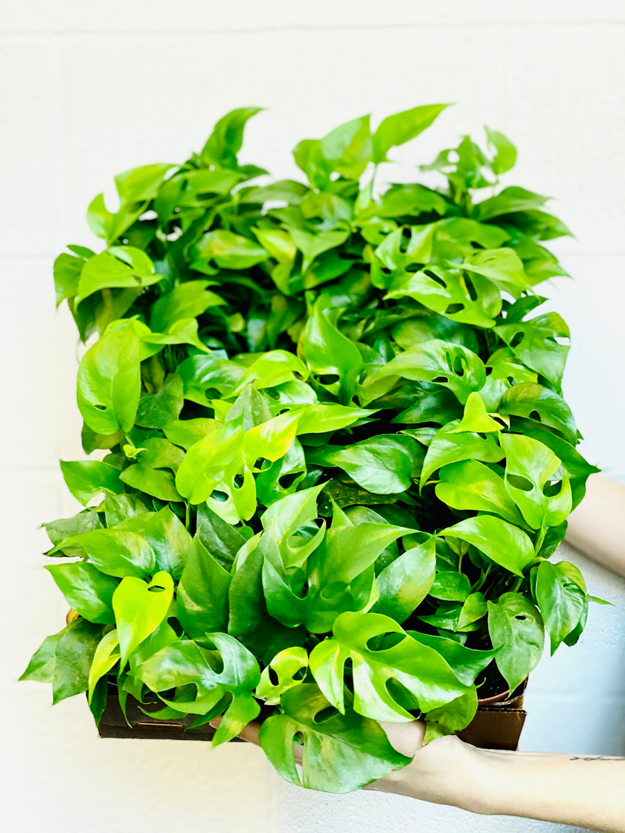 Monstera Minima - Mini Monstera - 4