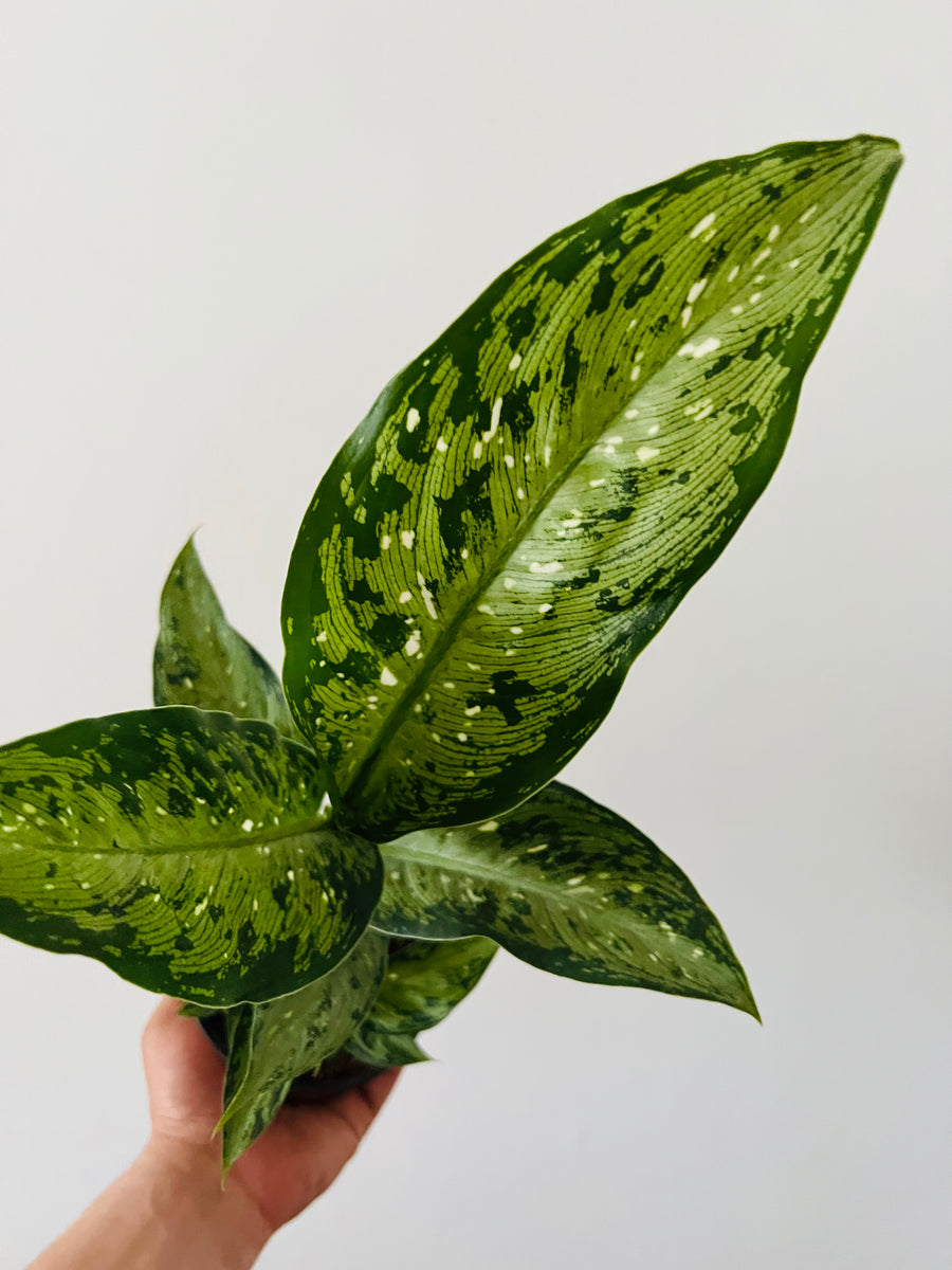 Dieffenbachia Memoria Corsii - 4