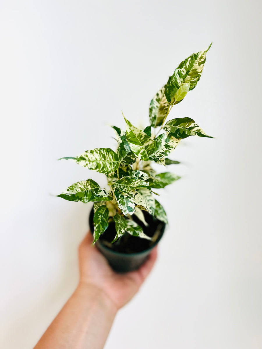 Ficus El Dorado - High Variegation - 4