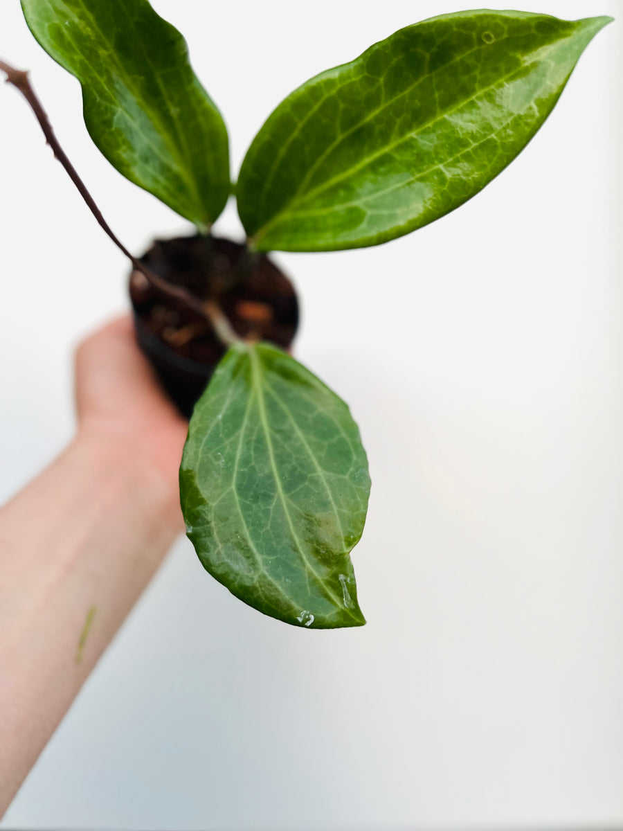 Hoya Quinquenervia - 3