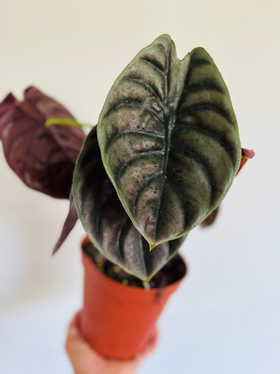 Alocasia Cuprea 'Red Secret' - Very Full - 6