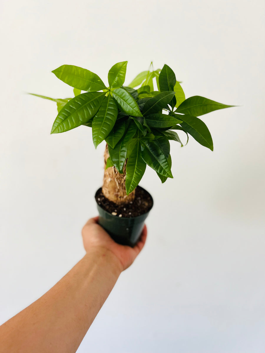 Money Tree Stump - Pachira Aquatica - 4