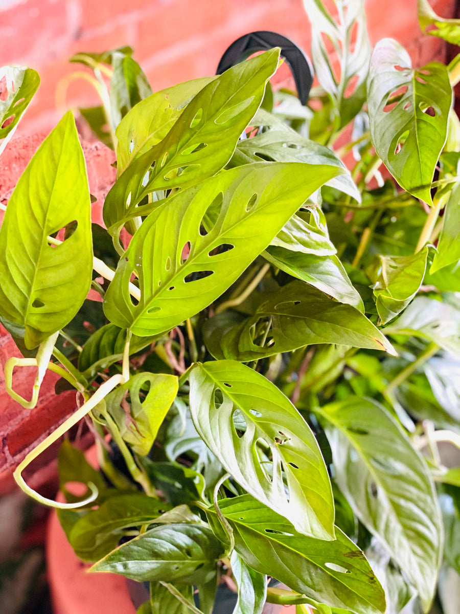 Monstera Adansonii 'Narrow Form' - Swiss Cheese Plant - 8