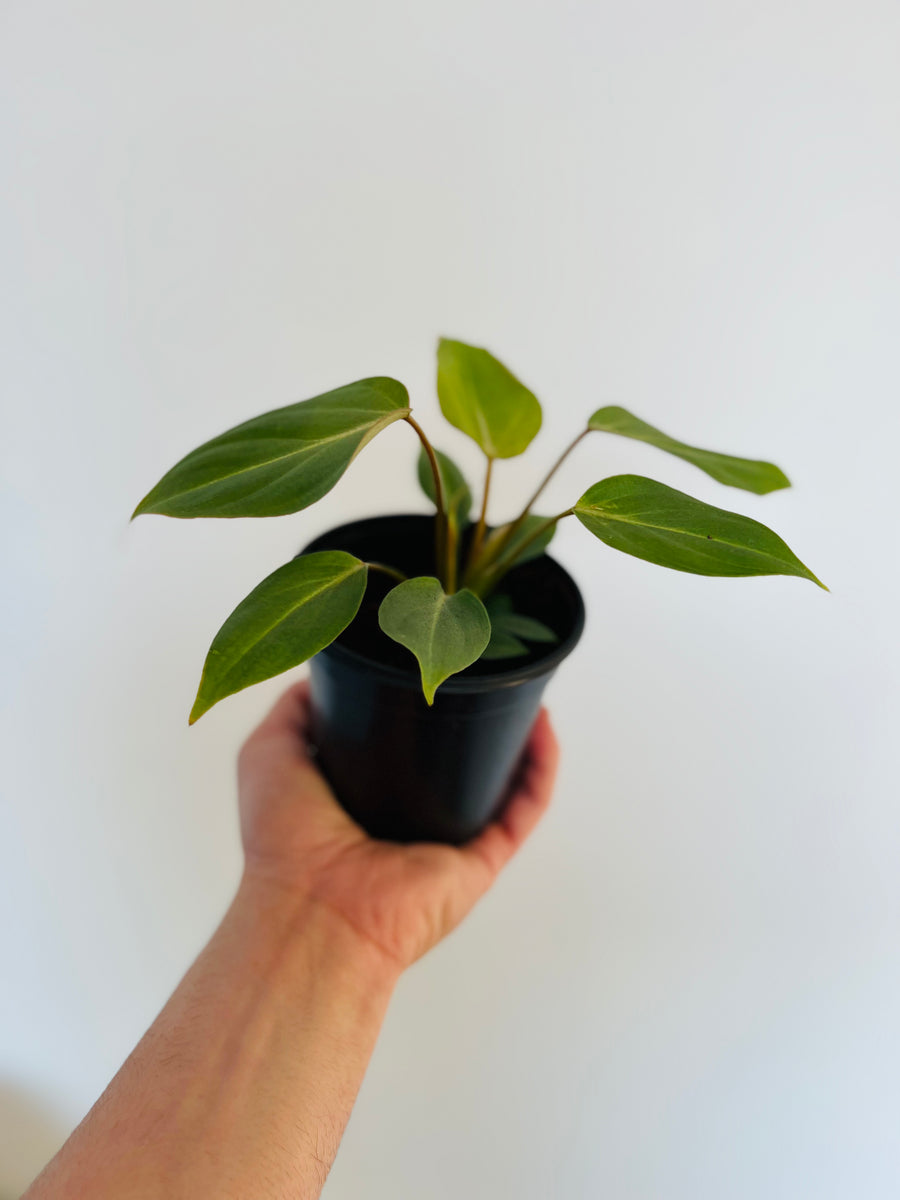 Philodendron Gloriosum - Rare Aroid - 4