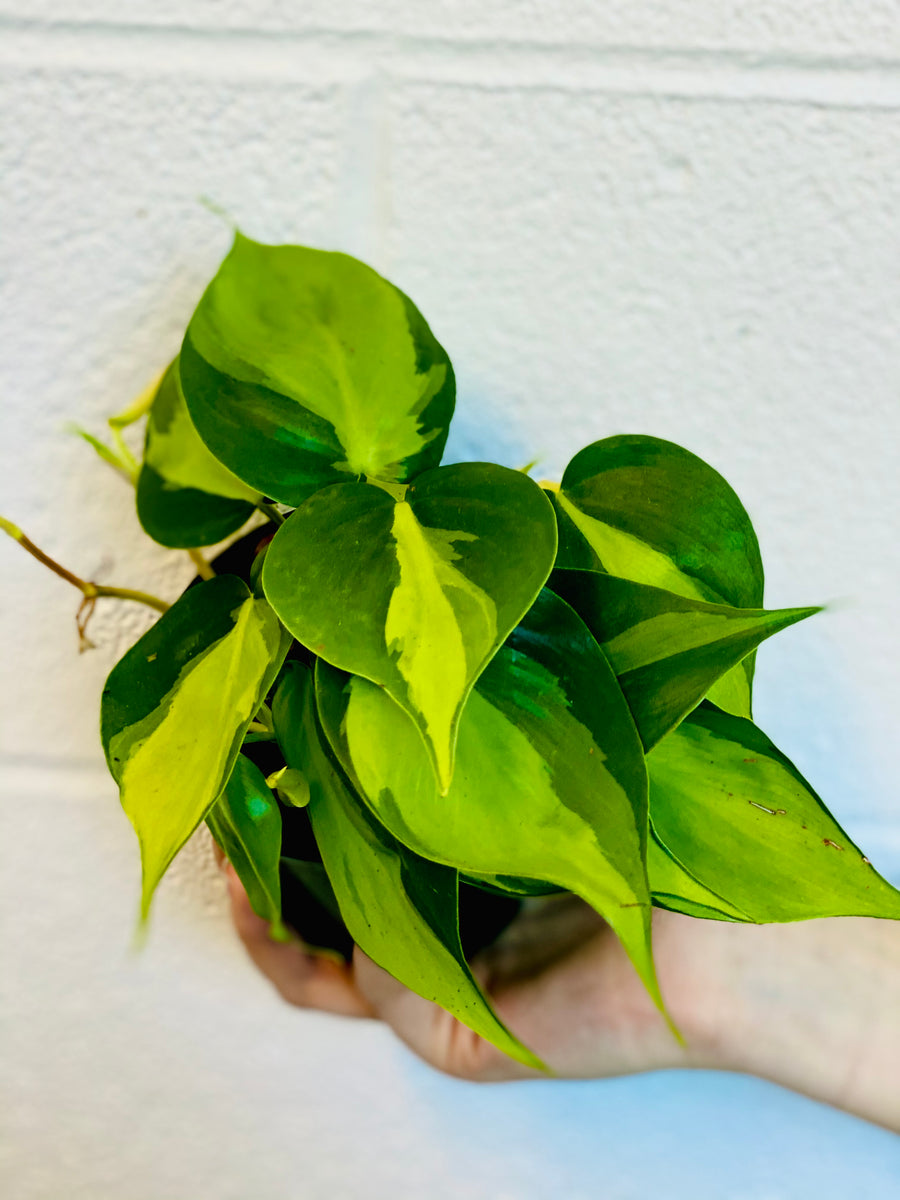 Philodendron Hederaceum 'Brasil' - 4