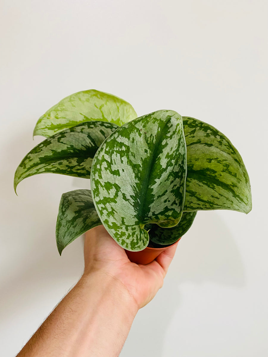 Scindapsus Exotica - Very Full - 3